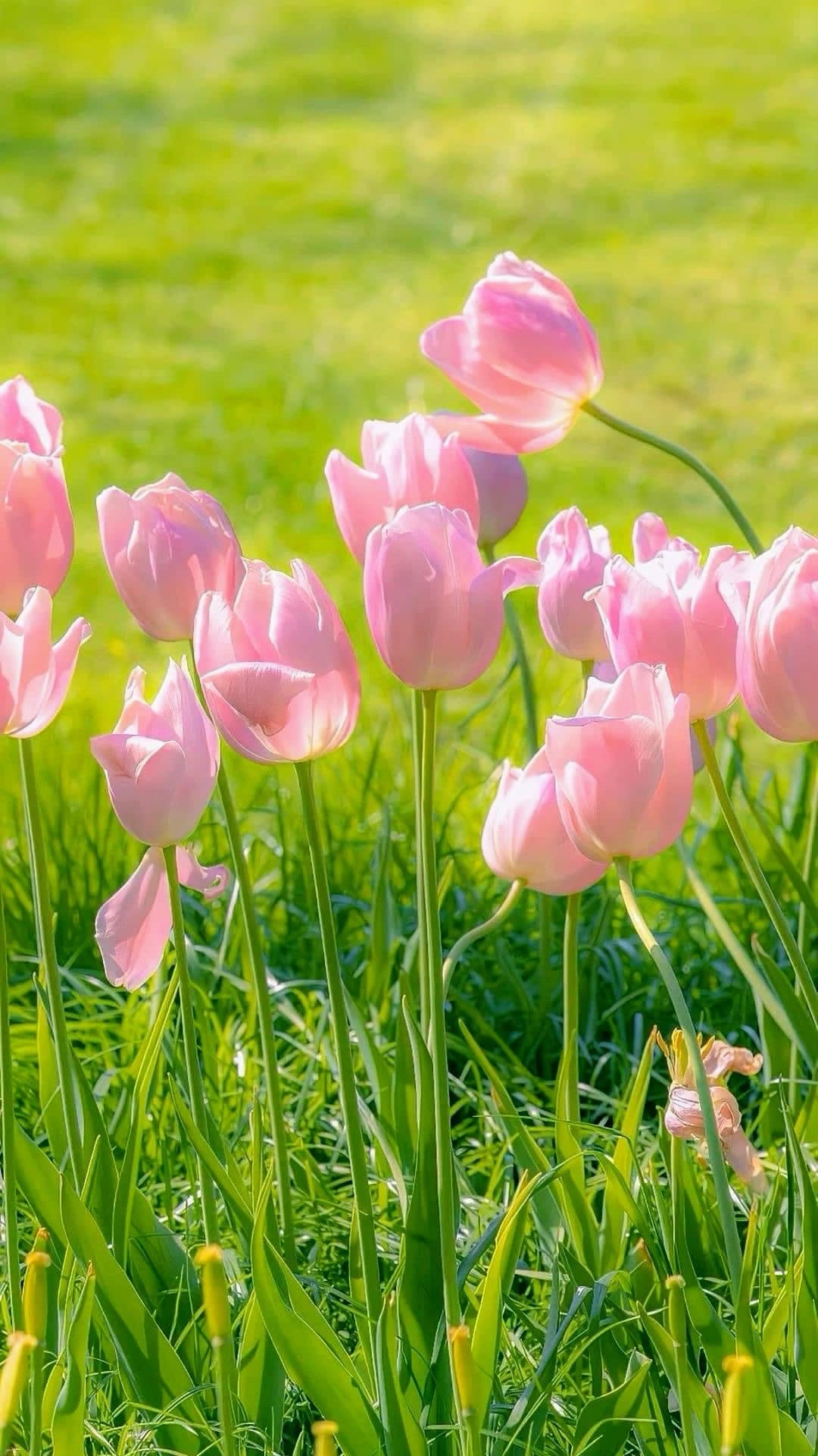 CSKH - nhân viên ly